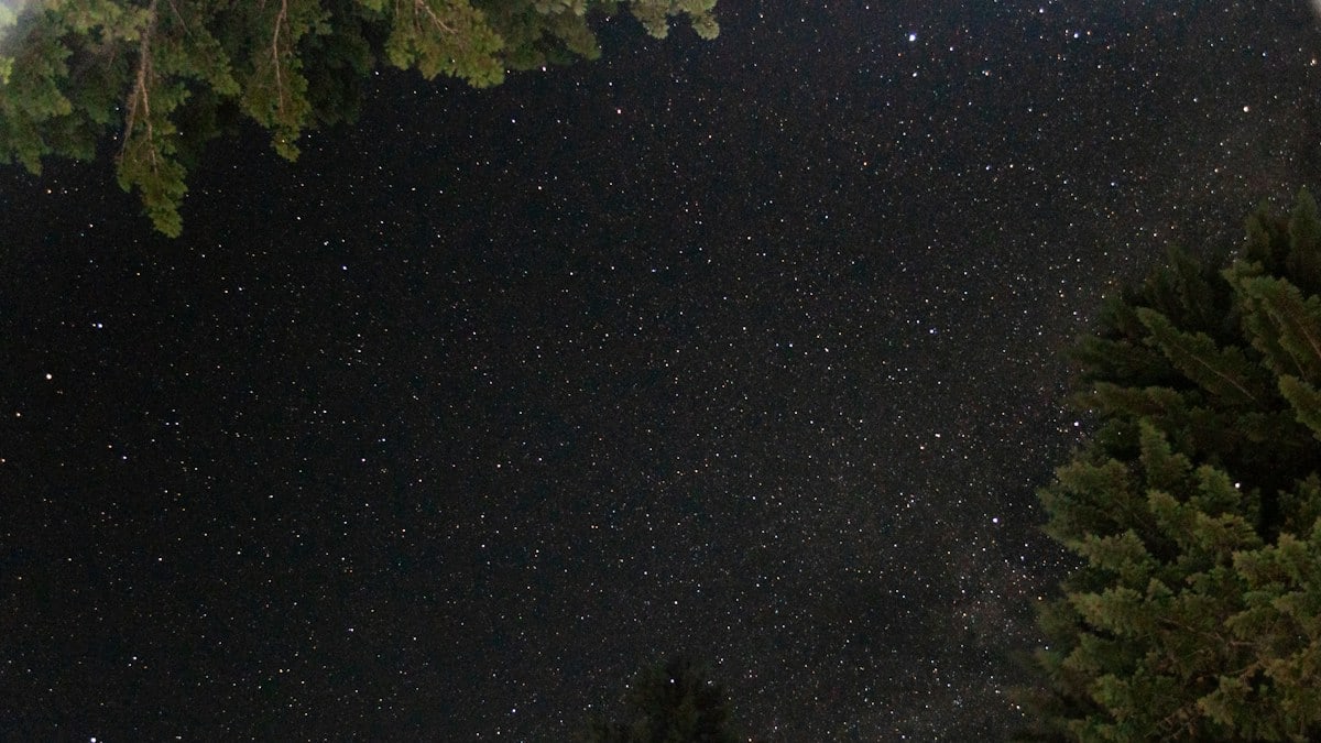 green trees under blue sky during night time